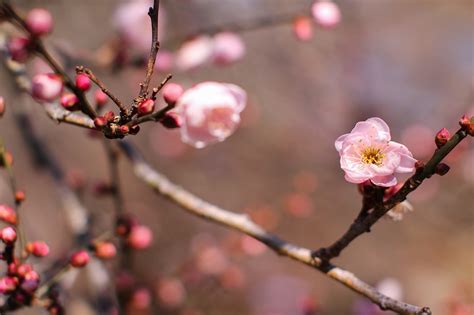 紅梅花樹